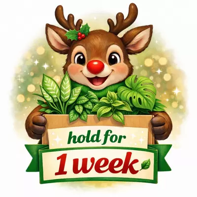 plant/Hold for 1 week-0-thumbnail