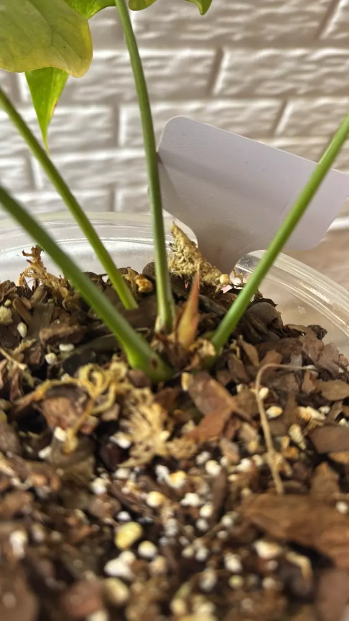 plant/Anthurium variegated pterodactyl-4