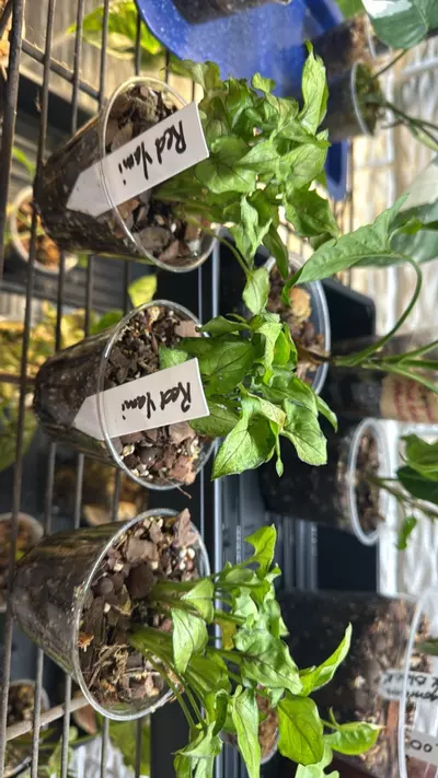 plant/Syngonium Red Yami-0-thumbnail