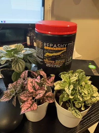 heat_pack/12 ounce mango superblend-0-thumbnail