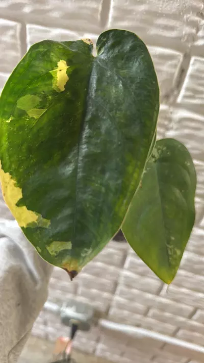 plant/Variegated Chiapense-1-thumbnail