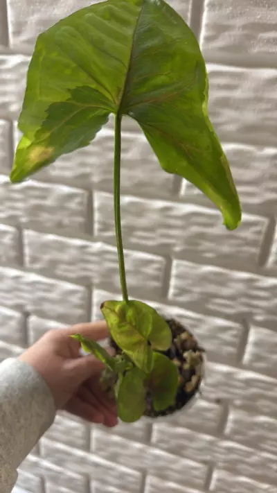 plant/Syngonium Brown Lava-0-thumbnail