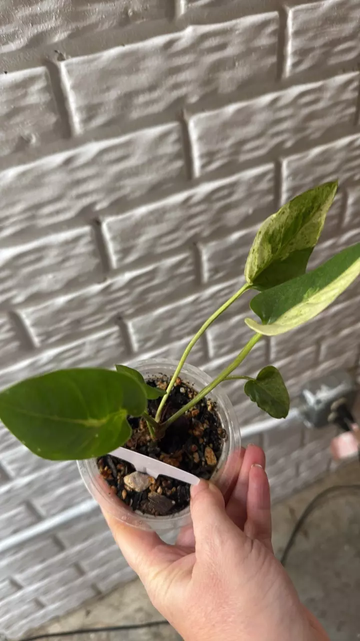 plant/Anthurium variegated Hookerii-1