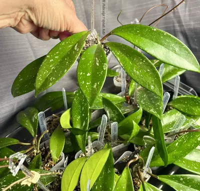 plant/Hoya heirloom pubicalyx splash-1-thumbnail