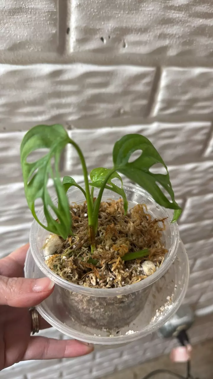 plant/Monstera Adansonii starter-0