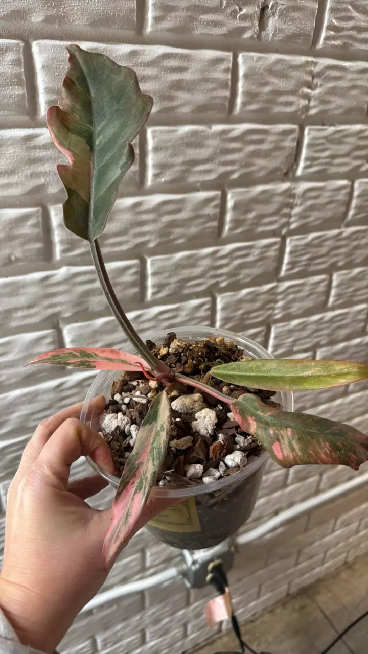 plant/Carmel Marble-0