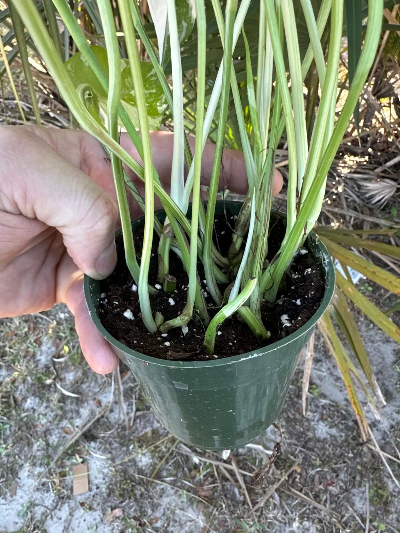 plant/Plant of the Month (Feb) Epipremnum pinnatum albo 4in-2