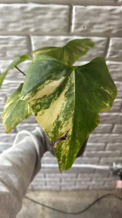 plant/Anthurium variegated pterodactyl-3-thumbnail