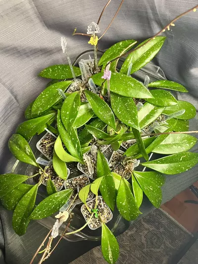 plant/Hoya heirloom pubicalyx splash-0-thumbnail