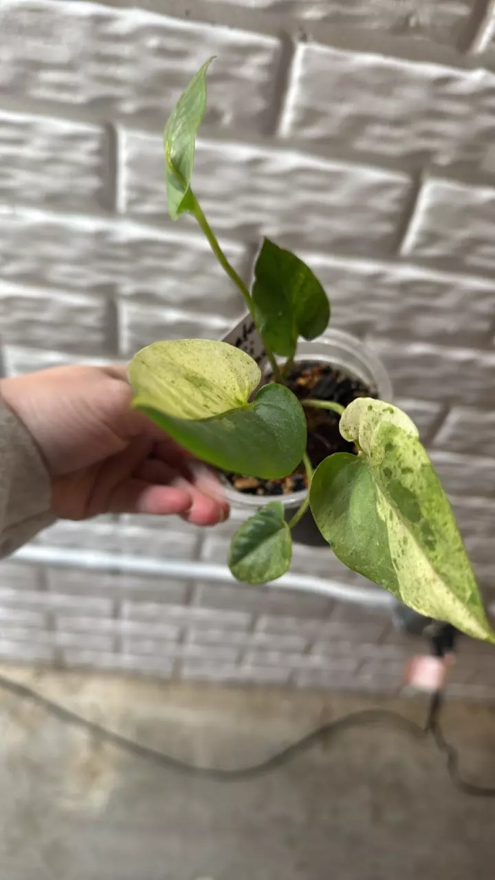 plant/Anthurium variegated Hookerii-0