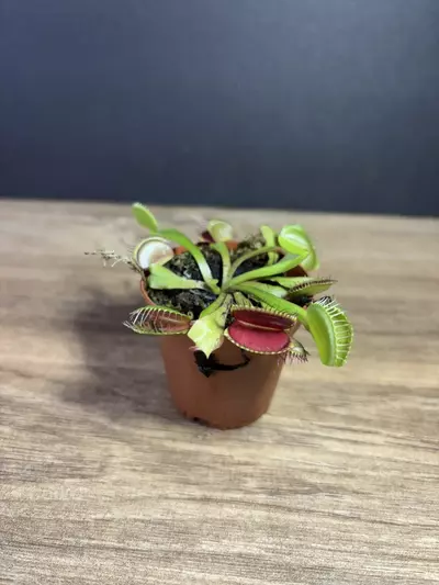 plant/Dionaea Muscipula “Venus Flytrap” 2” - grower’s choice-0-thumbnail