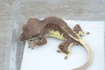 plant/#108 15g Male red phantom Frappuccino-1-thumbnail