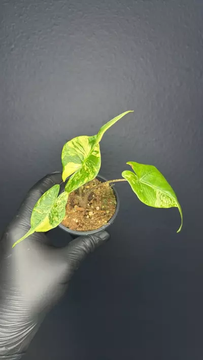 plant/Alocasia Stingray Aurea *Exact Specimen A-0-thumbnail