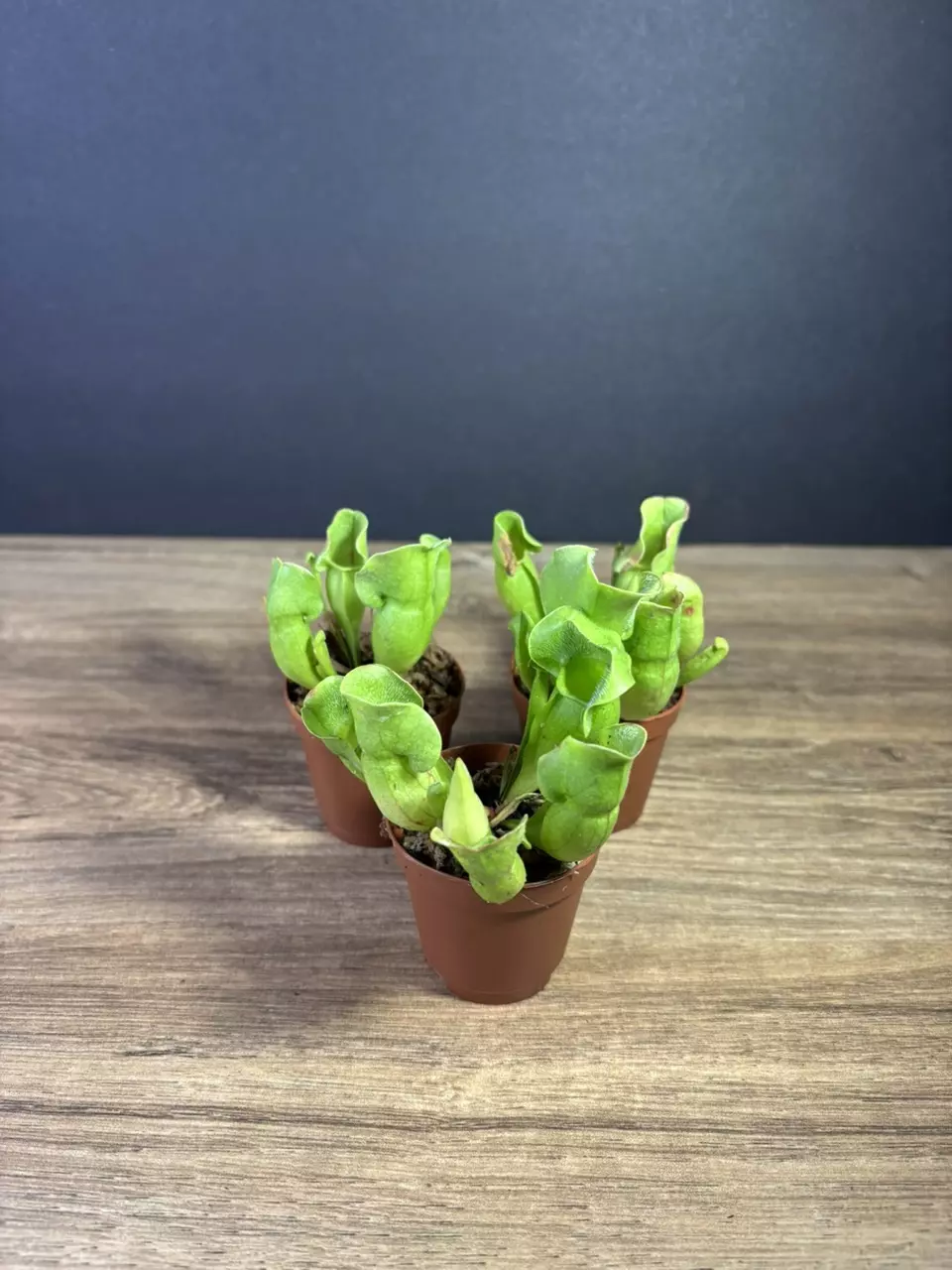 plant/Sarracenia Purpurea Green 2”-2