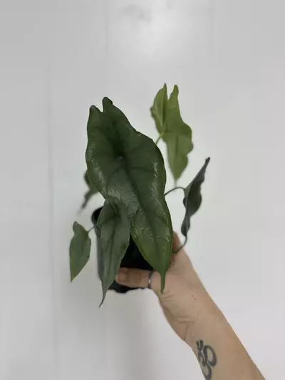 plant/Alocasia Dragons Breathe 4”-0-thumbnail