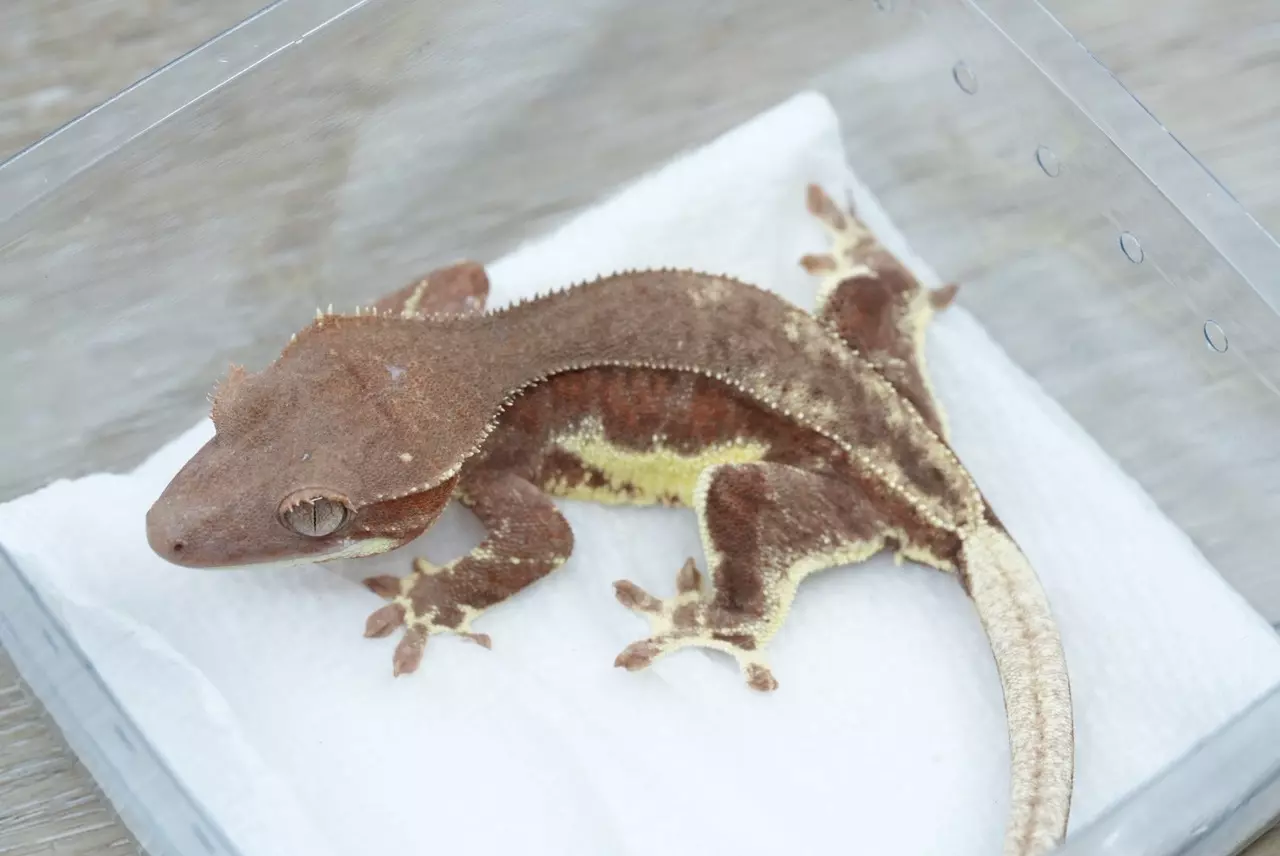 plant/#106 16g npv red phantom Frappuccino-1