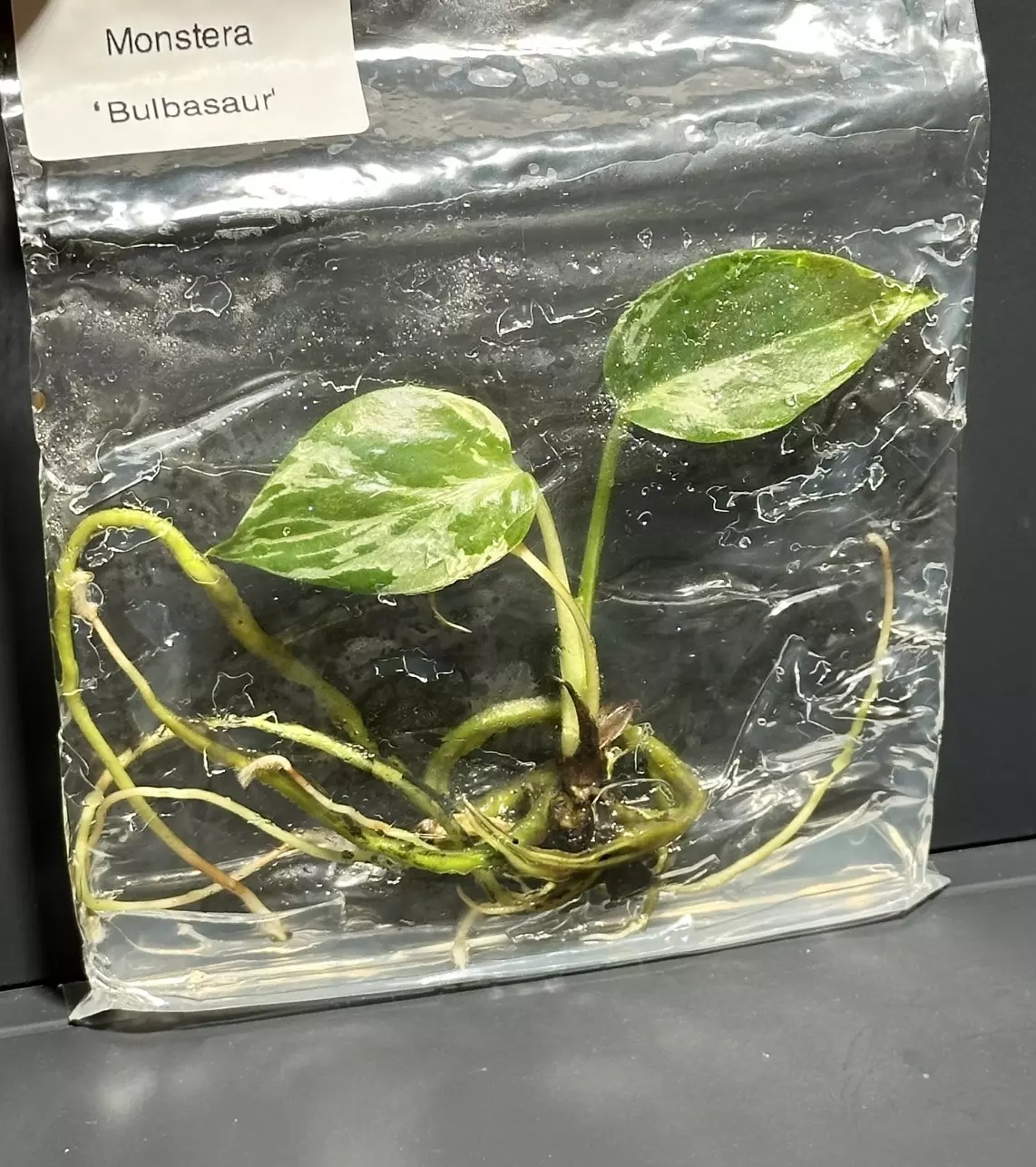 plant/BULBASAUR MONSTERA TC - SELLER’S CHOICE-0