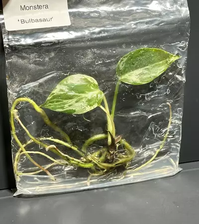 plant/BULBASAUR MONSTERA TC - SELLER’S CHOICE-0-thumbnail