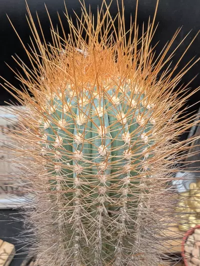 plant/P59 Micranthocereus auriazureus, rare cactus-1-thumbnail