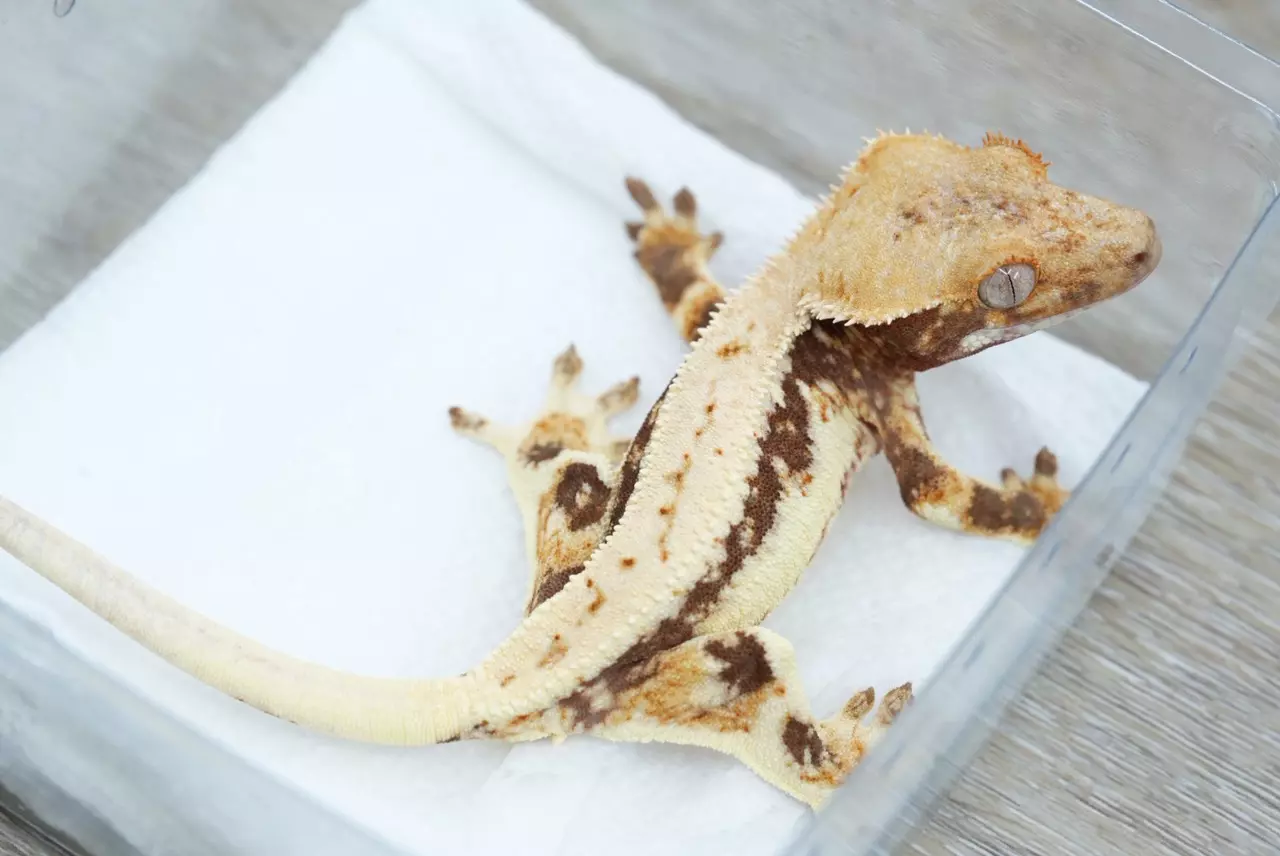 plant/#110 15g Male Lilly white-0