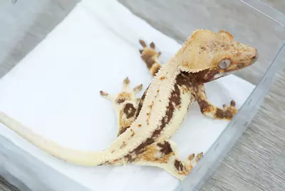 plant/#110 15g Male Lilly white-0-thumbnail