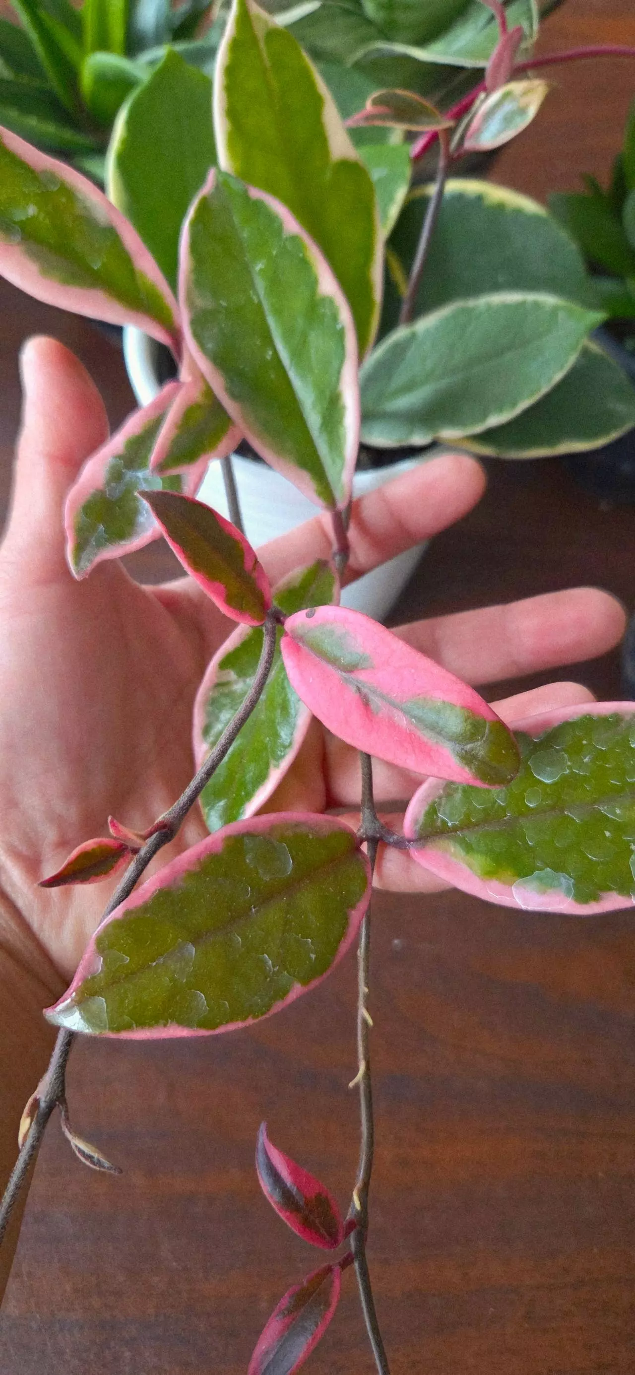 plant/4" Hoya Carnosa "Flamingo Dream"|Well-rooted Plant-1
