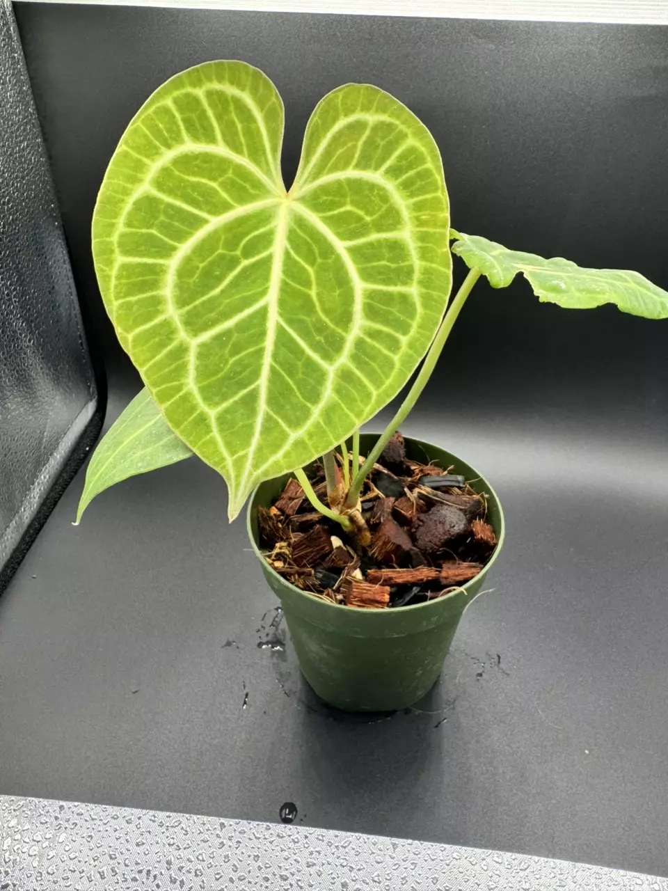 plant/A. Clarinervium-1