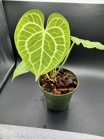 plant/A. Clarinervium-1-thumbnail