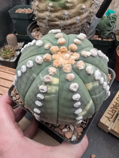 plant/P60 variegated Astro asterias ooibo, bug size, trimmed roots-0-thumbnail