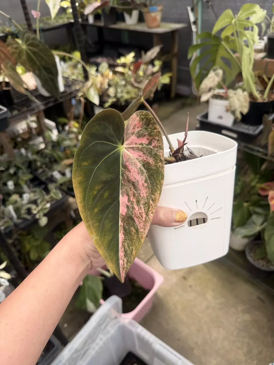plant/Anth Blue Pap variegated flowering size PINK-0