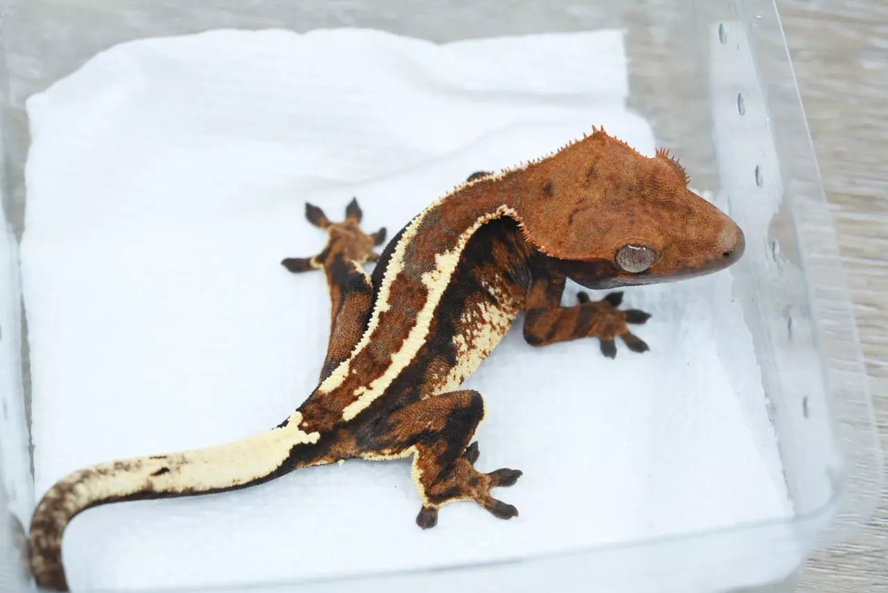 plant/#100 13g unsexed tri cappucino-1