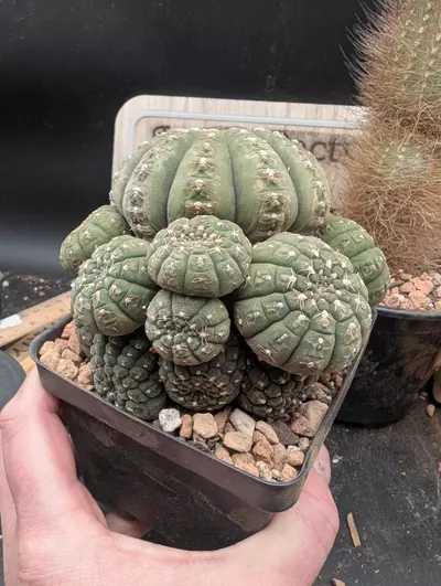 plant/P58 pretty cluster of gymnocalycium ragonesei, 4" pot-1-thumbnail