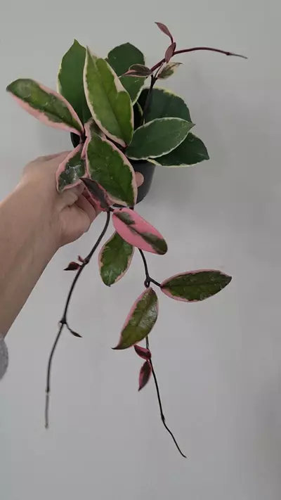 plant/4" Hoya Carnosa "Flamingo Dream"|Well-rooted Plant-2-thumbnail