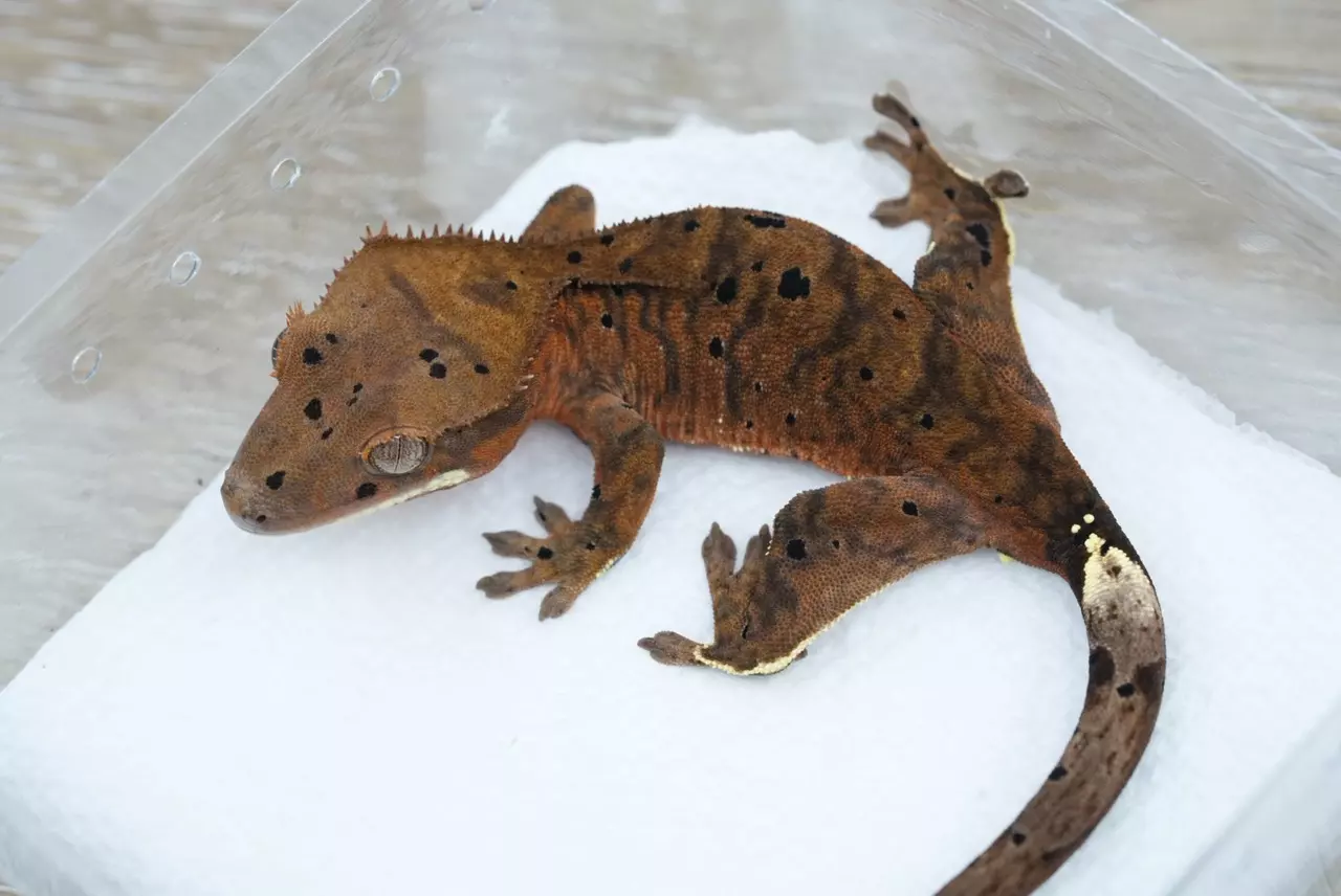 plant/#97 15g Male phantom cappuccino Dalmatian-0