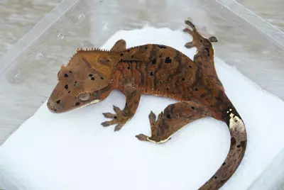 plant/#97 15g Male phantom cappuccino Dalmatian-0-thumbnail