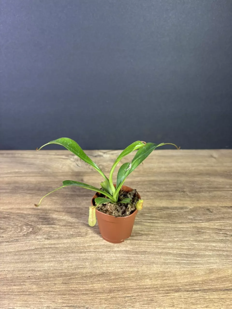 plant/Nepenthes Ventricosa Pitcher Plant 2” - grower’s choice-0