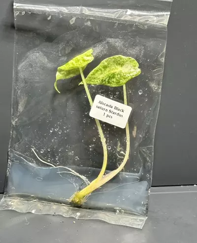 plant/BLACK SATURN STARDUST ALOCASIA TC - SELLER’S CHOICE-0-thumbnail