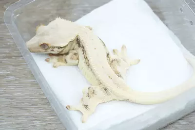 plant/#96 22g Czech tangerine line Lilly female-1-thumbnail