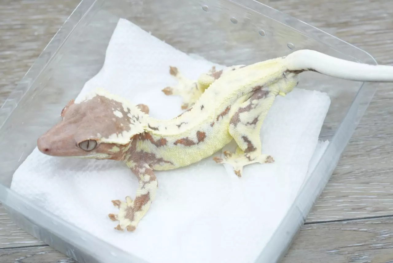 plant/#107 20g Male Frappuccino 50% het axanthic-0