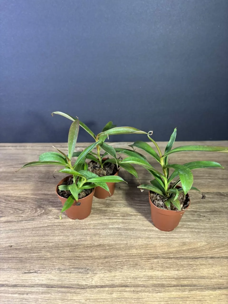 plant/Nepenthes Rebecca Soper 2” - grower’s choice-2