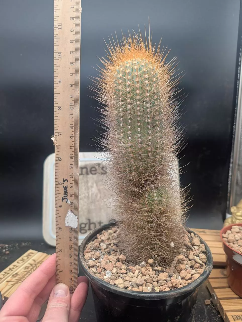 plant/P59 Micranthocereus auriazureus, rare cactus-0