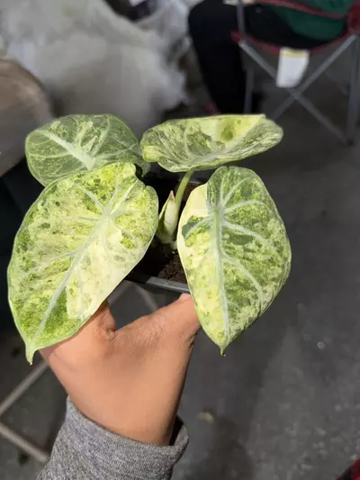 plant/Shipping extra CA-0-thumbnail