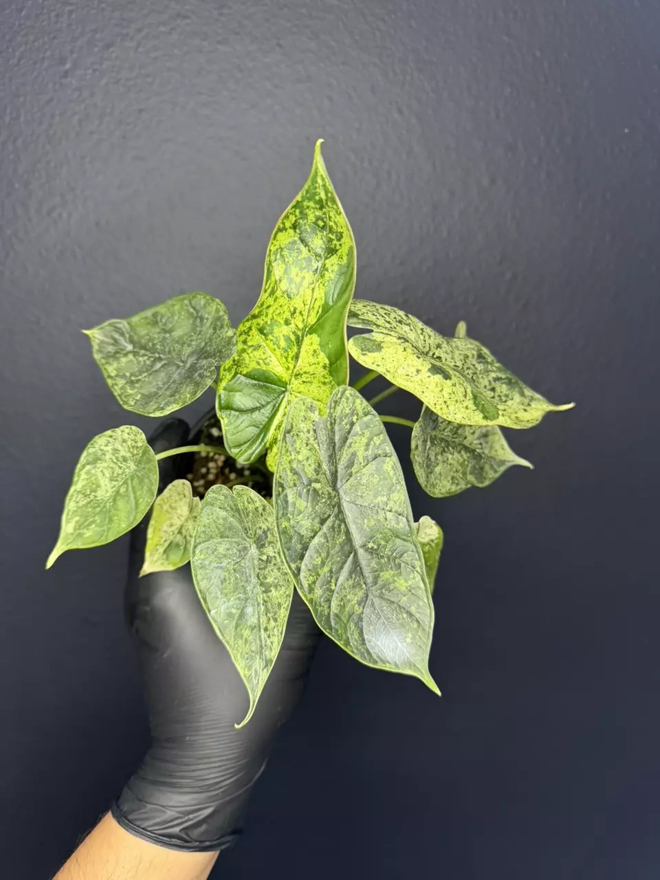 plant/Alocasia Dragon Scale Mint *Grower’s Choice-0