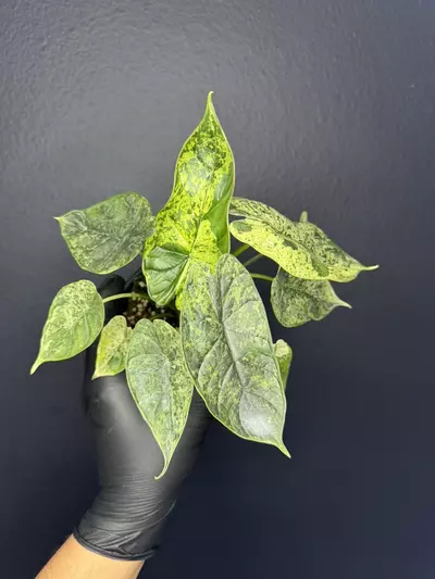 plant/Alocasia Dragon Scale Mint *Grower’s Choice-0-thumbnail