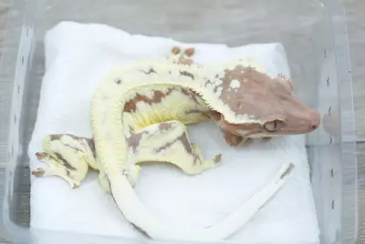 plant/#107 20g Male Frappuccino 50% het axanthic-1-thumbnail