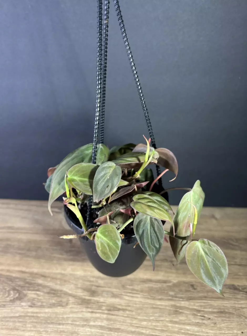 plant/Philodendron Micans 4” HB- grower’s choice-0