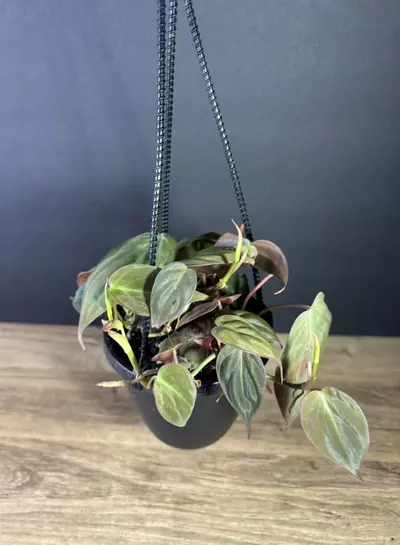 plant/Philodendron Micans 4” HB- grower’s choice-0-thumbnail