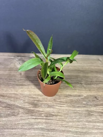 plant/Nepenthes Rebecca Soper 2” - grower’s choice-0-thumbnail