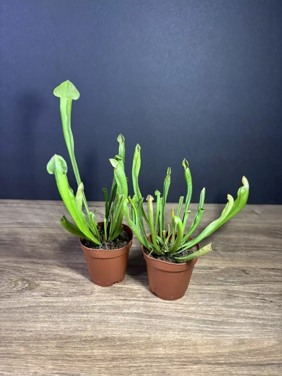 plant/Sarracenia Barba Green 2”-1