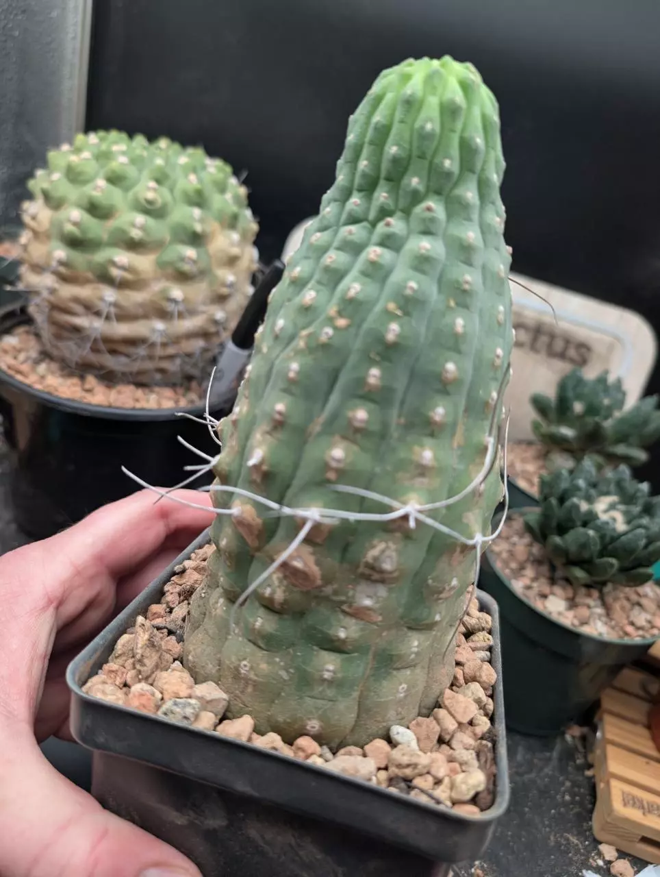 plant/P63 matucana madisoniorum, big old plant-0